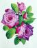 Paradise (Purple Rose)