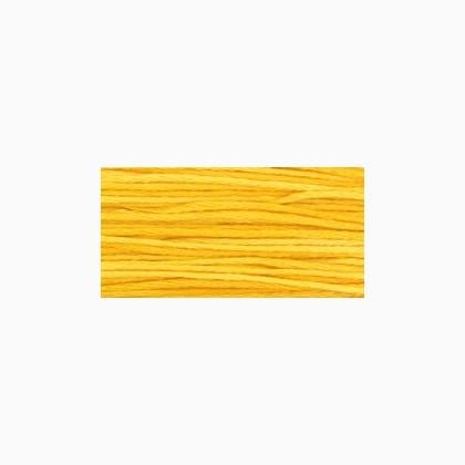 WDW 2224 Squash