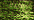 015HL Chartreuse Hi Lustre (#4)