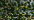 034 Confetti (BF)