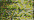 045 Confetti Gold (#4)