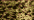 071 Misty Gold (#8)