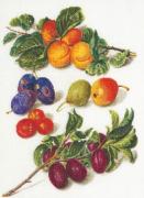 Antique Fruits 2°