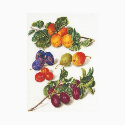 Antique Fruits 2°