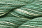Caron Wildflowers 141 - Alpine Moss