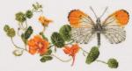 Nasturtium