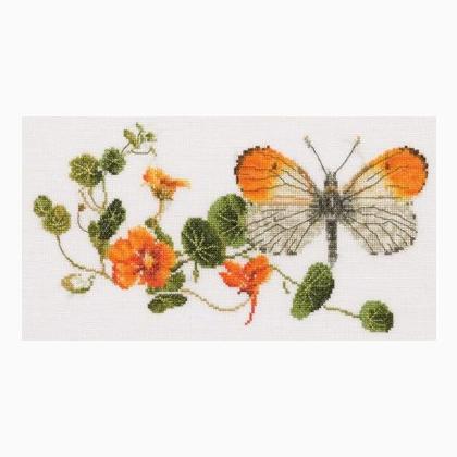 Nasturtium