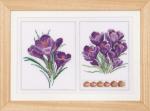 Crocus