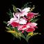 Orchids