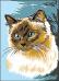 Siamese cat