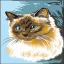 Siamese cat