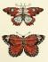 Butterflies Of Gold