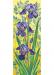 Purple irises