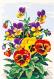Flowers: Pansy
