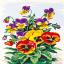 Flowers: Pansy