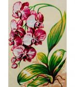 Flowers: Orchids