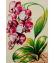 Flowers: Orchids