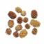 Pine cones