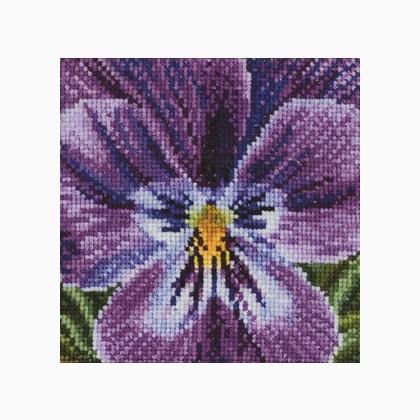 Pansy: Shades of Lilac