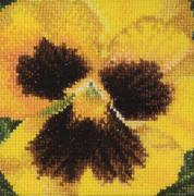Pansy: Yellow and Brown