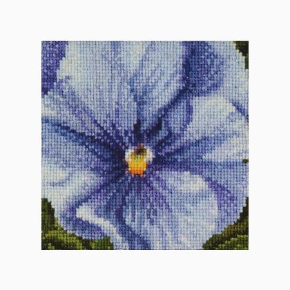 Pansy: Lilac and Blue