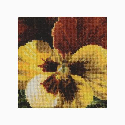 Pansy: Gold and Brown
