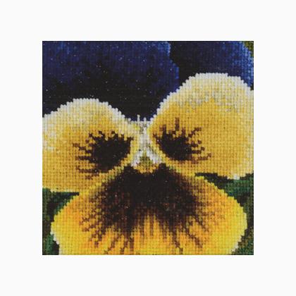 Pansy: Blue and Yellow