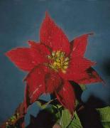Flower knitting base: Poinsietta