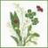 Bouquet de Fleurs: Lily of the valley - White