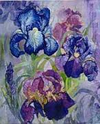 Iris - QS