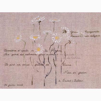 Marguerites de Saint-Suliac