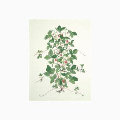 Wild Strawberry