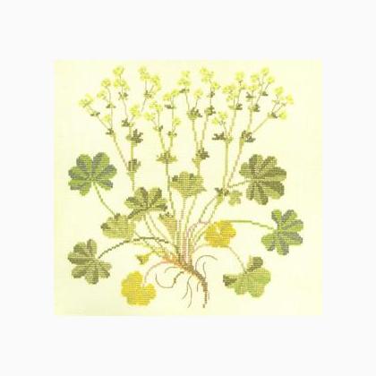 Lady\'s Mantle