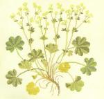 Lady's Mantle
