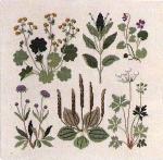 Wild Flowers 1