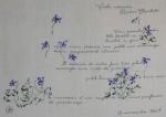 Violette odorante Reine Charlotte