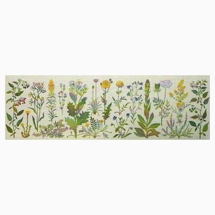 The Coast\'s Flowers