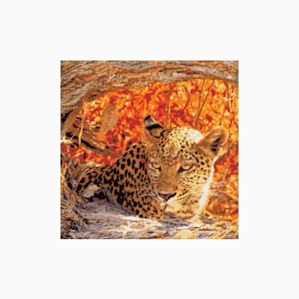 Hiding Leopard
