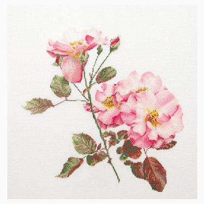 Rosa Leersum - White