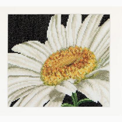 Spring Collection: Daisy