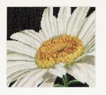 Spring Collection: Daisy