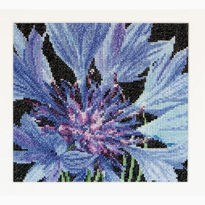 Spring Collection: Cornflower