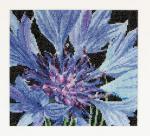 Spring Collection: Cornflower