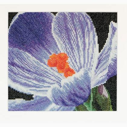 Spring Collection: Crocus