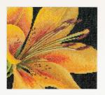 Spring Collection: Lily