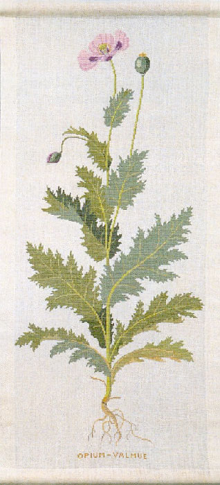 Poppy
