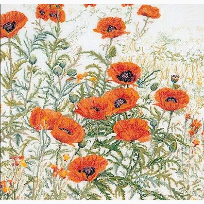 Orange Poppies - white