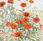 Orange Poppies - white