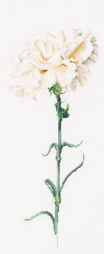 Carnation White