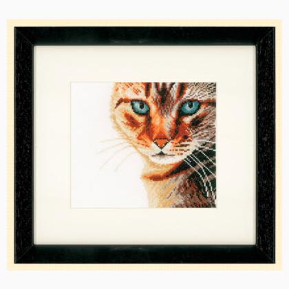 Cat Close-up